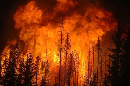 عکس آتش سوزی درخت های جنگل