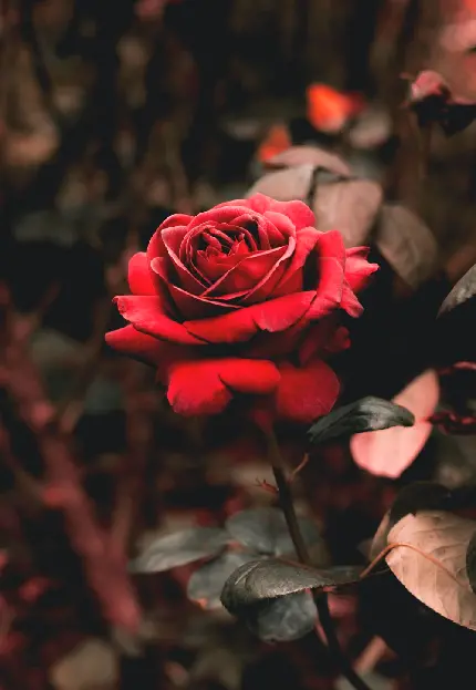 عکس گل رز قرمز طبیعی عاشقانه شیک برای پروفایل