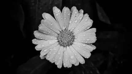 والپیپر سیاه و سفید گل