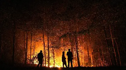 تصویر آتش سوزی درخت و جنگل