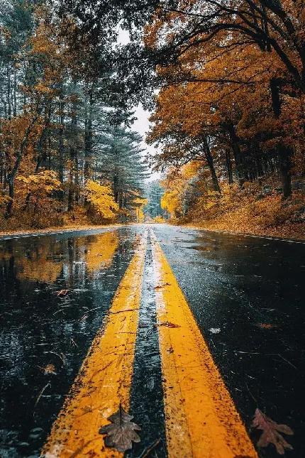 دانلود عکس جاده بارانی و پاییزی با کیفیت بالا