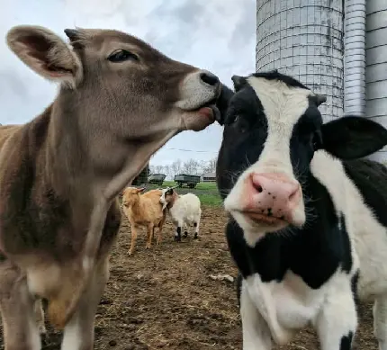 عکس طوسی برای پروفایل