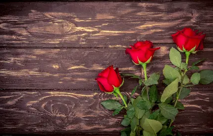 عکس گل رز قرمز عاشقانه برای پروفایل