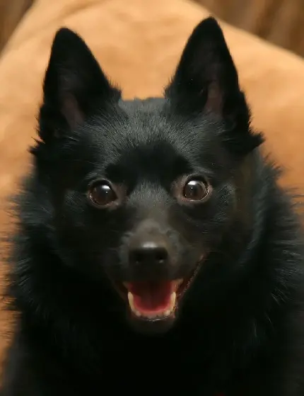 دانلود والپیپر سگ اسچیپرکی سیاه در حال نگاه کردن به دوربین