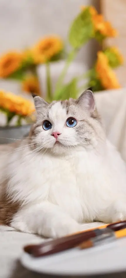 عکس گربه کیوت فانتزی