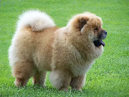 عکس و ویژگی سگ چاوچاو Chow Chow​