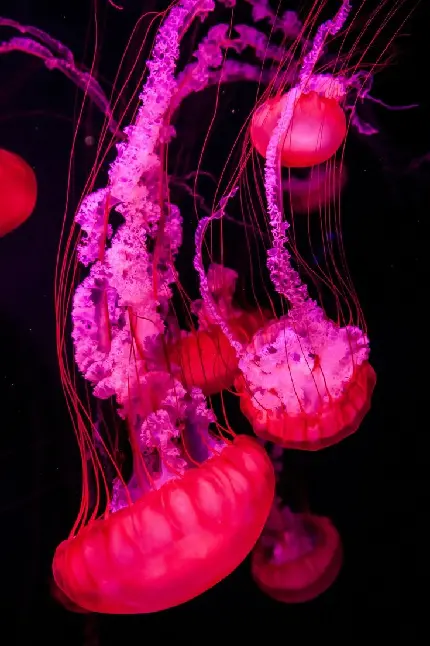 دانلود تصویر عروس دریایی با کیفیت 8K 