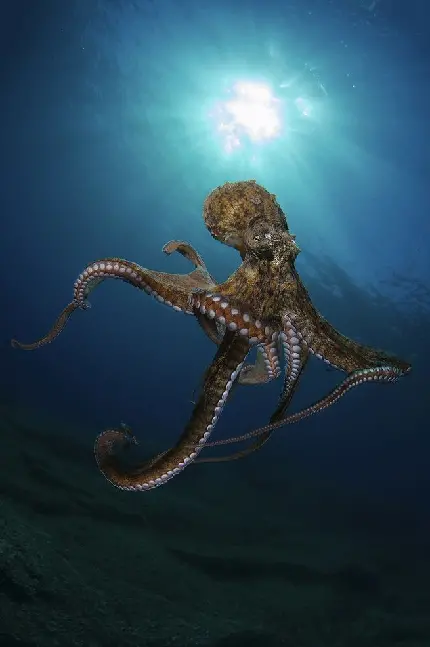 عکس اختاپوس واقعی بزرگ