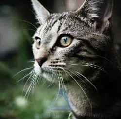 عکس گربه خاکستری از نمای نزدیک