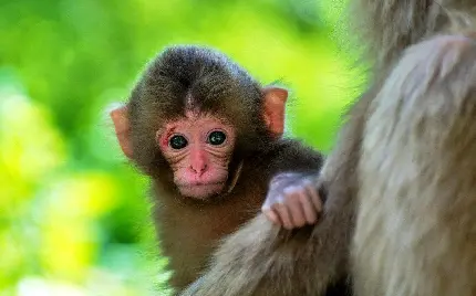 عکس دوست داشتنی از بچه شامپانزه