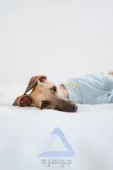 عکس سگ ویپت که بر روی تخت دراز کشیده است