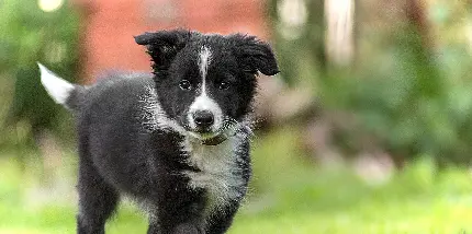 عکس و خصوصیات سگ بردر کولی‌ Border Collie