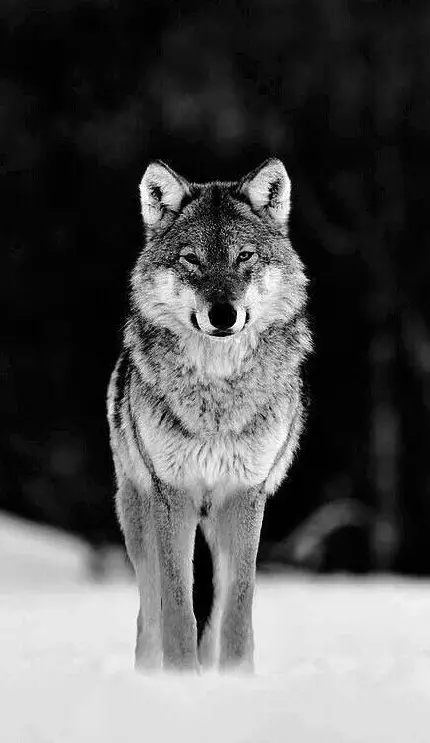 عکس سیاه سفید فانتزی دخترانه