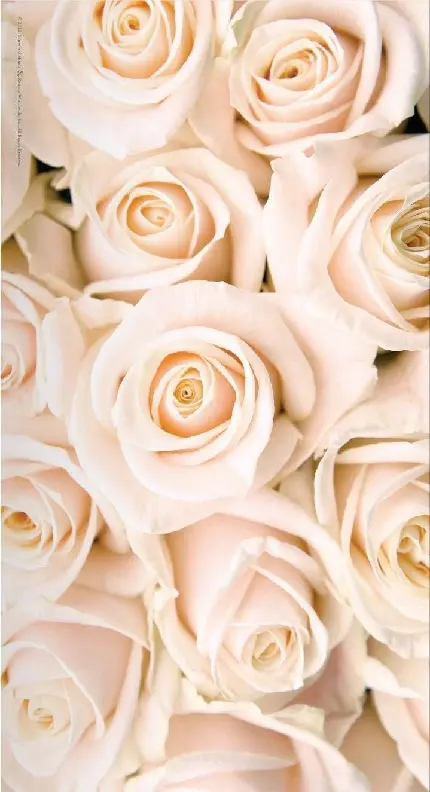 عکس گل رز سفید