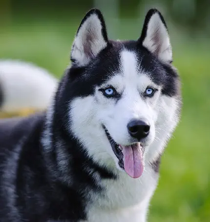 دانلود عکس سگ هاسکی زیباترین نژاد دنیا 