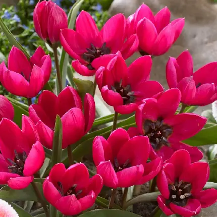 دانلود عکس گل لاله زیبا و خوش رنگ با کیفیت بالا