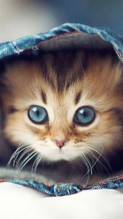 عکس بچه گربه بانمک و شیرین