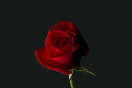 عکس گل رز قرمز عاشقانه زیبا
