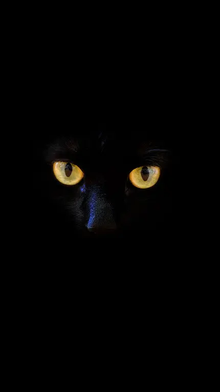 عکس گربه سیاه