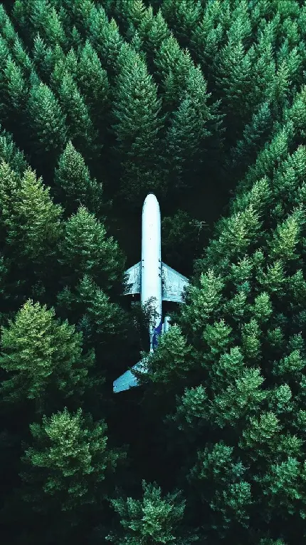 دانلود پس زمینه هواپیما زندانی شده در وسط درختان جنگل