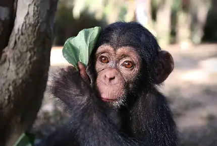 عکس بچه شامپانزه بامزه