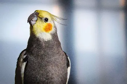 عکس عروس هلندی یک پرنده ی خاص و زیبا