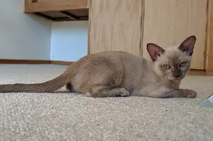 گربه نژاد چینی