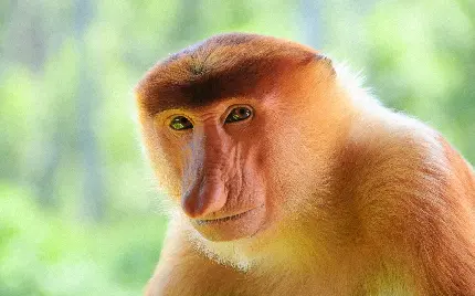 دانلود عکس میمون دماغ دراز