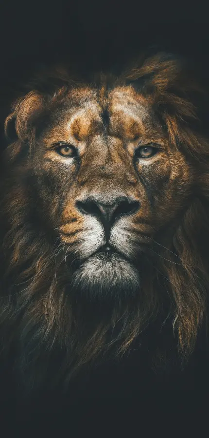 عکس شیر جنگل برای تصویر زمینه گوشی