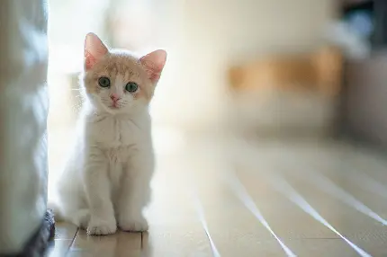عکس گربه ملوس و ناز و زیبا