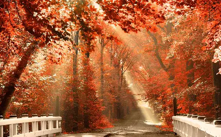 عکس زیبا منظره جنگلی پاییز