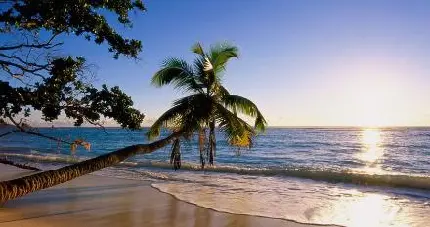 ساحل درختان نارگیل در جزیره کیش