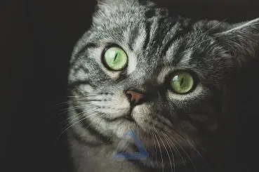 عکس گربه ی خاکستری با چشمای سبز رنگ
