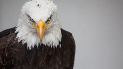 دانلود عکس عقاب با کیفیت 4k