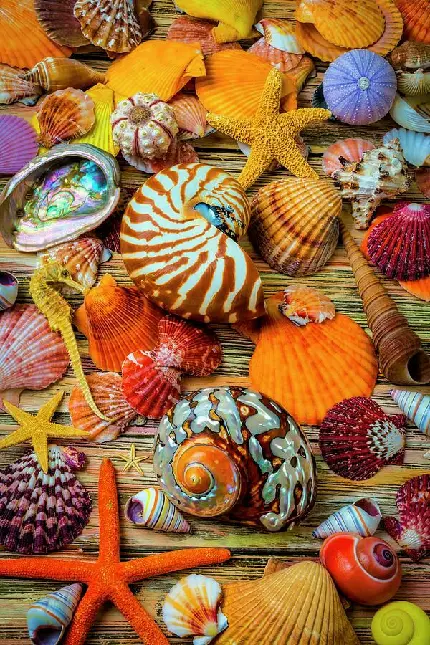 دانلود تصویر صدف های حلزونی رنگارنگ