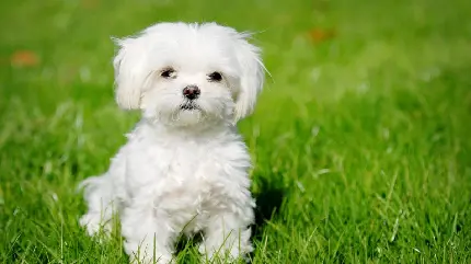 دانلود عکس سگ نژاد مالتیز با چشم های زیبا و درشت