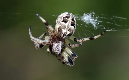 عکس زیبا از عنکبوت و تار های عنکبوت 