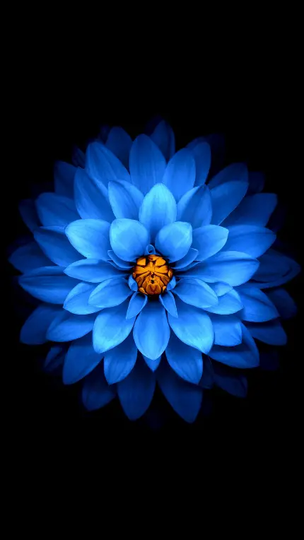 والپیپر آمولد گل آبی