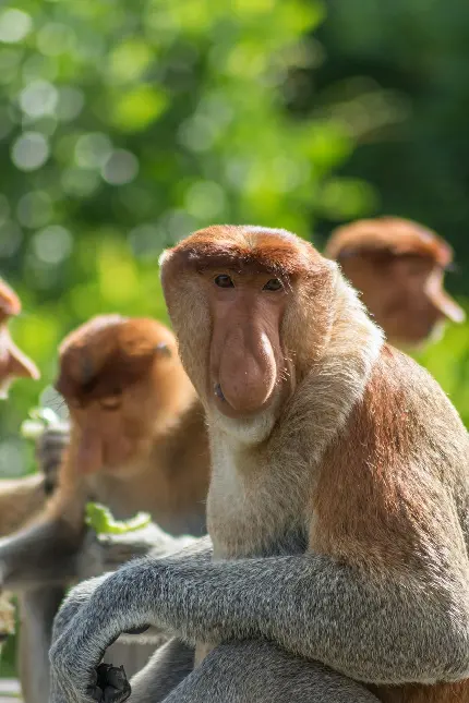 عکس میمون های دماغ دراز با کیفیت بالا