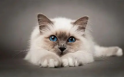 عکس گربه زیبای نژاد بیرمن