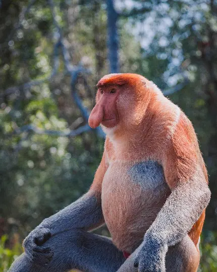 عکس میمون پروبوسیس نر بالغ