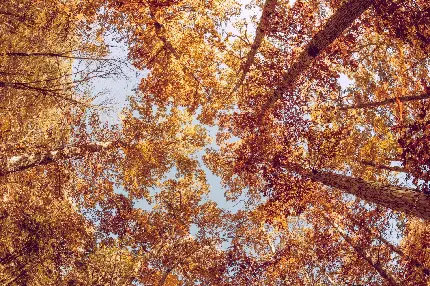 عکس برگ پاییزی فانتزی