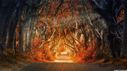 عکس زیبا از طبیعت پاییز از جاده خلوت و رویایی