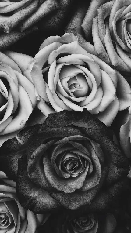 والپیپر سیاه و سفید گل رز