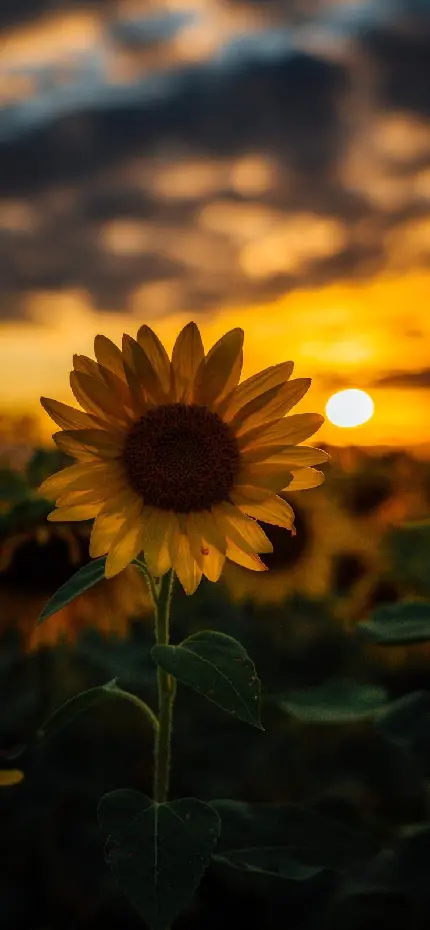 دانلود عکس گل آفتاب گردان برای پروفایل