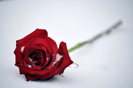 عکس گل رز قرمز طبیعی زیبا