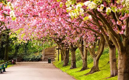 تصویر زمینه و والپیپر فصل بهار با شکوفه های صورتی