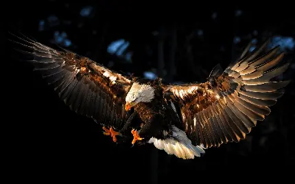 دانلود والپیپر زیبای عقاب برای دسکتاپ
