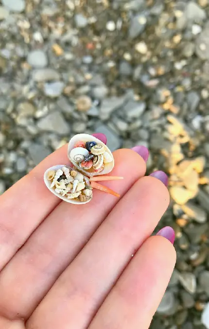 دانلود والپیپر صدف های حلزونی بسیار کوچک