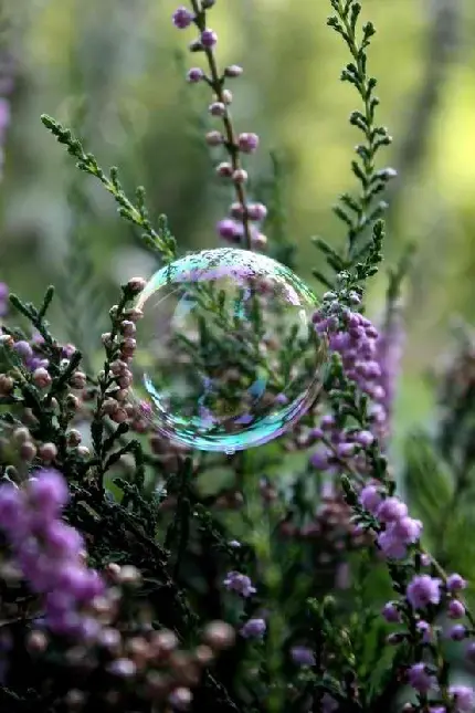 دانلود تصویر حباب در لا به لای گل های بنفش